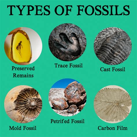 examples of a fossil.